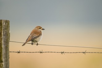 A female red-backed shrike (Lanius collurio) sitting on a wire between old fence posts, in front of