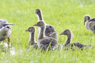 A group of large grey geese goslings (Anser anser) sitting on a green meadow and looking in