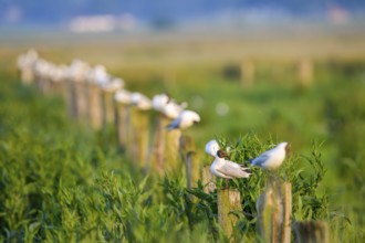 Black-headed gulls (Chroicocephalus ridibundus, syn.: Larus ridibundus) sitting on fence posts in a