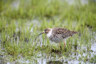 A single ruff (Calidris pugnax, Syn.: Philomachus pugnax) standing in the grass and water,