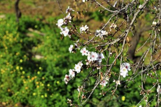 Almond blossom, blossoming branch, almond tree (Prunus dulcis), Agrigento, Sicily, Southern Italy,