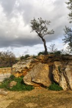 Gnarled olive tree (Olea europaea), rocky Mediterranean landscape, lithophyte, rock plant,