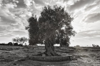 Old olive tree (Olea europaea), sunbeams, monochrome, Valley of the Temples, Agrigento, Sicily,