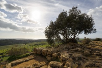 Olive tree, coastline on the horizon, sun rays, Valley of the Temples, Agrigento, Sicily, Italy