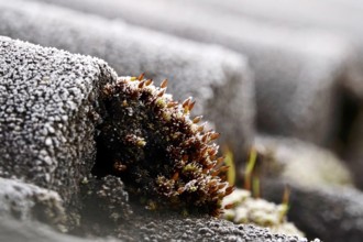 Hoarfrost on a roof, winter, Germany