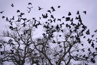 Crows on a tree, winter, Germany
