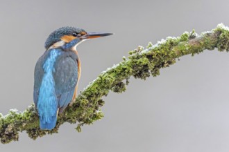 Kingfisher (Alcedo atthis) female, territory, on perch, lurking, foraging, hunting prey, fishing,