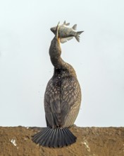 Cormorant (Phalacrocorax carbo) with whitefish as prey, hunting, hunting success, food envy,