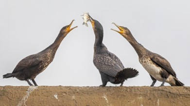 Cormorant (Phalacrocorax carbo) with catfish as prey, hunting, interaction of several birds,