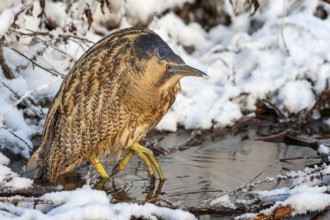 Bittern (Botaurus stellaris), lurking, foraging, heron, hunting prey, fishing, frost and ice,
