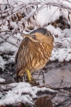 Bittern (Botaurus stellaris), lurking, foraging, heron, hunting prey, fishing, frost and ice,