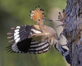 Hoopoe (Upupa epops) Bird of the Year 2022, male with food, prey, foraging, food for the young