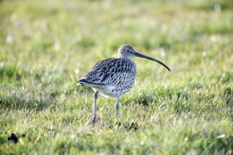 A curlew (Numenius arquata) in the grass with its typical long beak, Dümmer nature park Park, Lower
