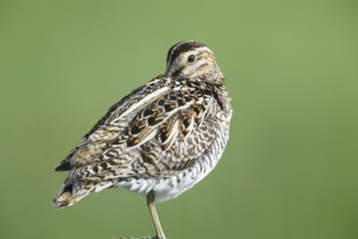 Common snipe (Gallinago gallinago), sitting on fence post, pasture fence, Dümmer nature park Park,