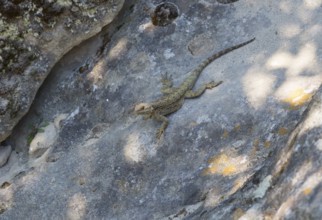 Lizard lying on a sunlit rock, lizard, Caucasus Agame (Paralaudakia caucasia), Inner Kartli region,