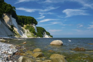View of chalk cliffs in Jasmund National Park on Rügen, Sassnitz, Rügen, Mecklenburg-Western