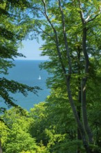 View of the Baltic Sea from the chalk cliffs in Jasmund National Park on Rügen with a sailboat,