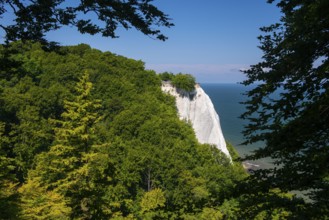 View of chalk cliffs in Jasmund National Park on Rügen, Sassnitz, Rügen, Mecklenburg-Western