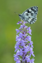 Checkerspot butterfly (Melanargia galathea) on Gymnadenia conopsea, Bad Münstereifel, North