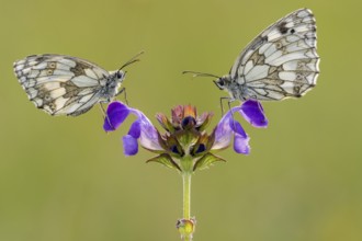 Checkerspot butterfly (Melanargia galathea) on Large Self-heal (Prunella grandiflora), Bad