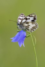 Checkerspot butterfly (Melanargia galathea) on bellflower (Campanula), Bad Münstereifel, North