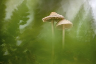 Lilac bonnet (Mycena pura), Ahlhorn, Lower Saxony, Germany