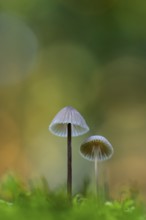 Mycena metata, Pilz, Ahlhorn, Lower Saxony, Germany