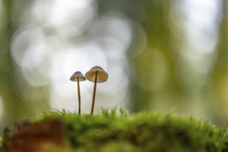 Mycena metata, Pilz, Ahlhorn, Lower Saxony, Germany