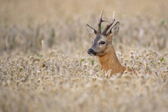 Roebuck (Capreolus capreolus) in wheat, Vechta, Lower Saxony, Germany