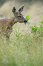 Female roe deer (Capreolus capreolus) in a meadow, grazing on a leaf, feeding, browsing, Vechta,