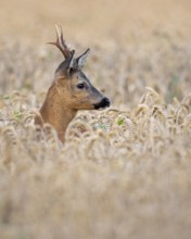 Roebuck (Capreolus capreolus) in wheat, Vechta, Lower Saxony, Germany