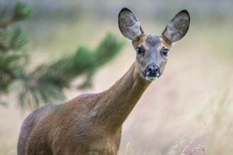 Female roe deer (Capreolus capreolus) in a meadow, Vechta, Lower Saxony, Germany