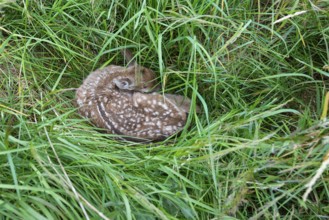 Fawn of a fallow deer (Dama dama) hidden in a meadow, Lower Saxony, Germany