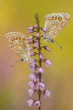 Blue butterfly (Polyommatus icarus), Goldenstedt moor, Goldenstedt, Lower Saxony, Germany