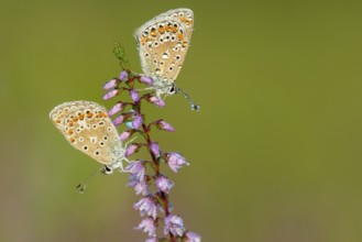 Blue butterfly (Polyommatus icarus), Goldenstedt moor, Goldenstedt, Lower Saxony, Germany