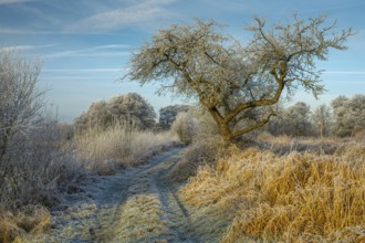 Winter hoarfrost at Ahlhorn fish ponds, Ahlhorn fish ponds, Ahlhorn, Lower Saxony, Germany
