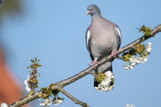 Woodpigeon (Columba palumbus) in a flowering cherry tree, Vechta, Lower Saxony, Germany