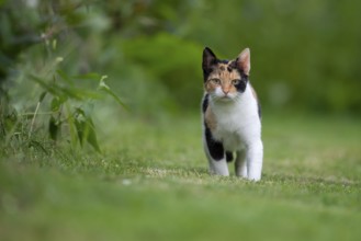 House cat in the garden, Stapelfeld, Cloppenburg, Lower Saxony, Germany