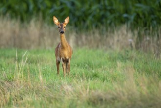 Female roe deer (Capreolus capreolus) in wheat, Vechta, Lower Saxony, Germany