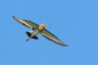 Black-tailed godwit (Limosa limosa) in flight, Lembruch, Lower Saxony, Germany