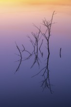Birch (Betula) reflected in the water at dawn in the Molberger Dose, Hochmoor, Molbergen, Lower