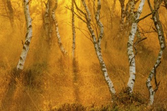 Birches (Betula) in the fog at dawn in the Molberger Dose, moor, raised bog, Molbergen, Lower