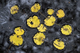 Leaves of an aspen (Populus tremula) in autumn, Goldenstedt, Lower Saxony, Germany