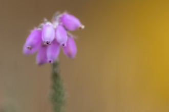Bell heather (Erica tetralix) in the moor, Hahnenmoor, Herzlake, Lower Saxony, Germany