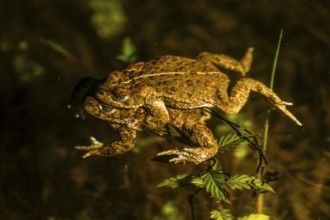 Two natterjack toads (Bufo calamita) mating in the water surrounded by plants, the female dragging