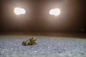 Common toad (Bufo Bufo) during toad migration at night in the spotlight, Dümmerniederung, Diepholz
