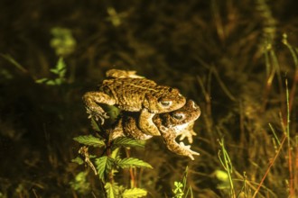 Two natterjack toads (Bufo calamita) mating in the water surrounded by plants, Dümmer nature park