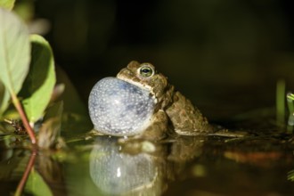 A natterjack toad (Bufo calamita) calls during courtship and reflects itself with its sound bubble