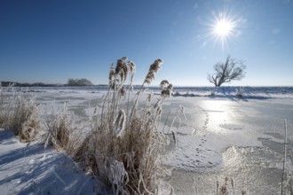Wintery landscape with snow-covered reeds in front of the frozen Hunte River, in sunlight, Dümmer