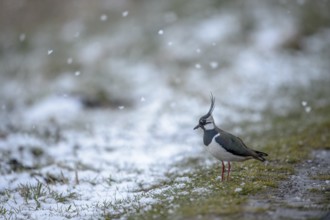 A lapwing (Vanellus vanellus) stands on snow-covered ground in a quiet winter landscape, Dümmer